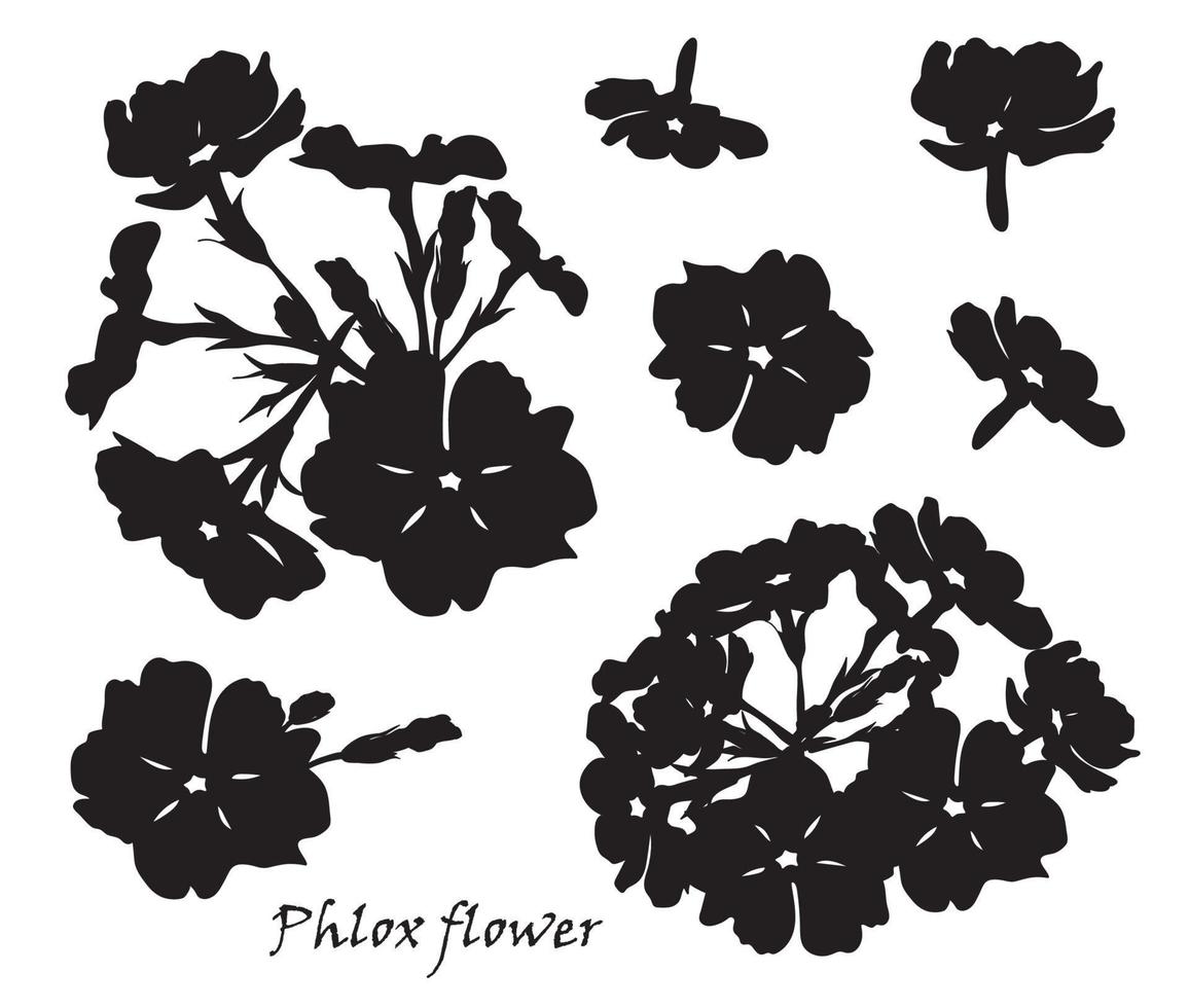 uppsättning av blommor flox med löv. svart silhuett på vit bakgrund vektor