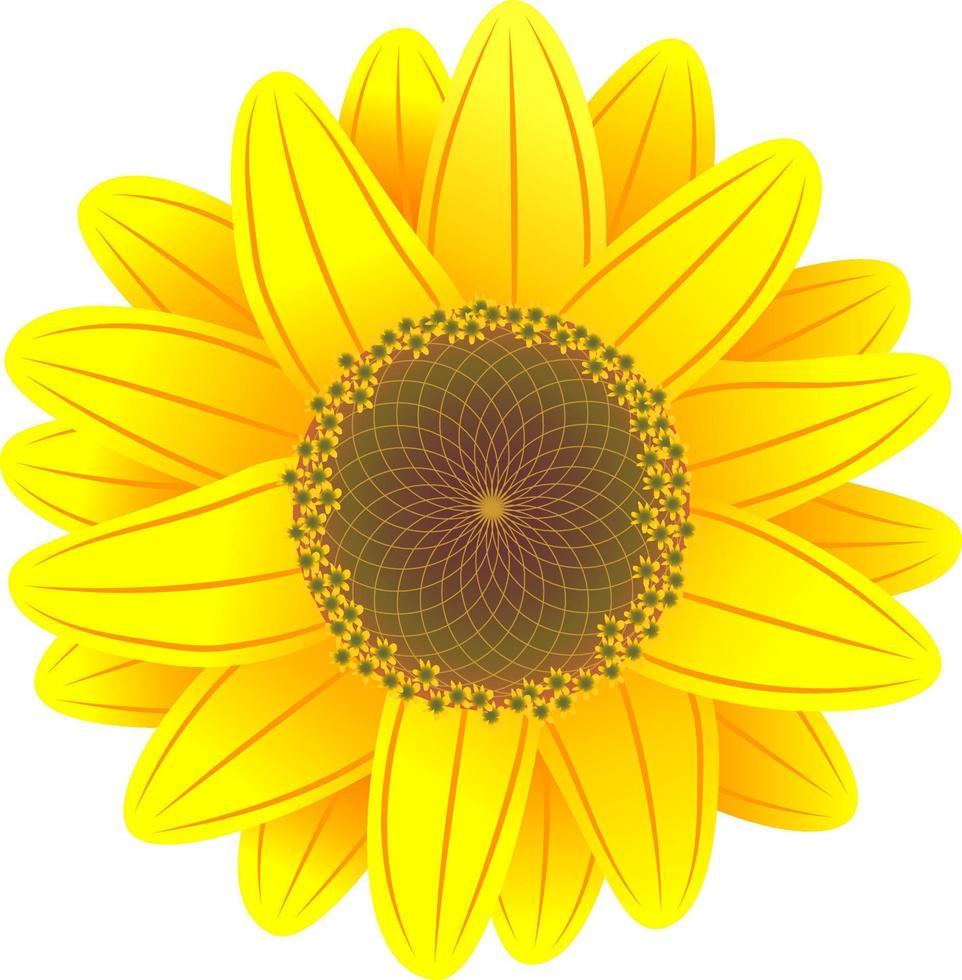 gelbe Sonnenblume ohne Hintergrund vektor
