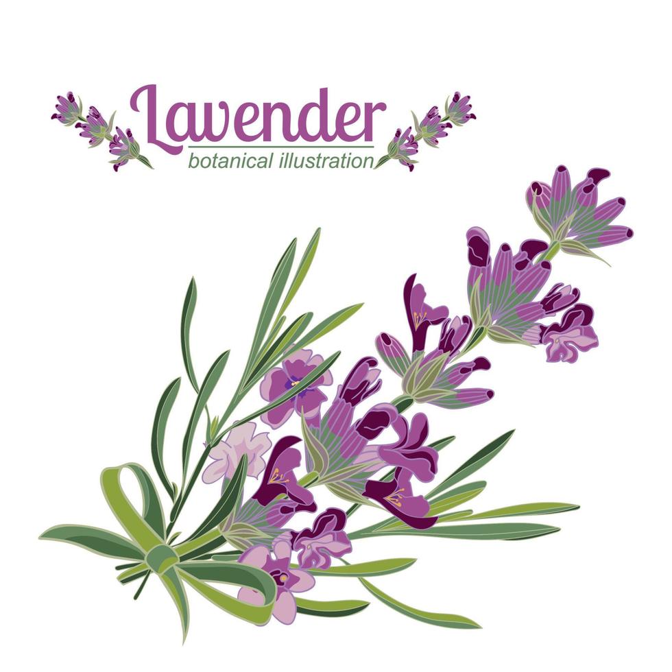 Lavendelblüte auf weißem Hintergrund. bunte Vintage-Vektor-Illustration vektor
