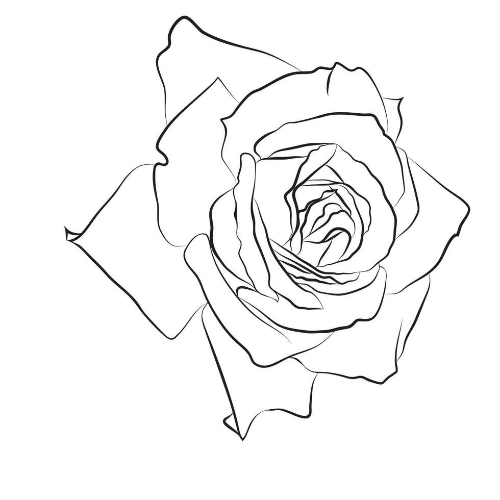 schöne handgezeichnete Skizze Rose, isolierte schwarze Kontur auf weißem Hintergrund. Botanische Silhouette der Blume vektor