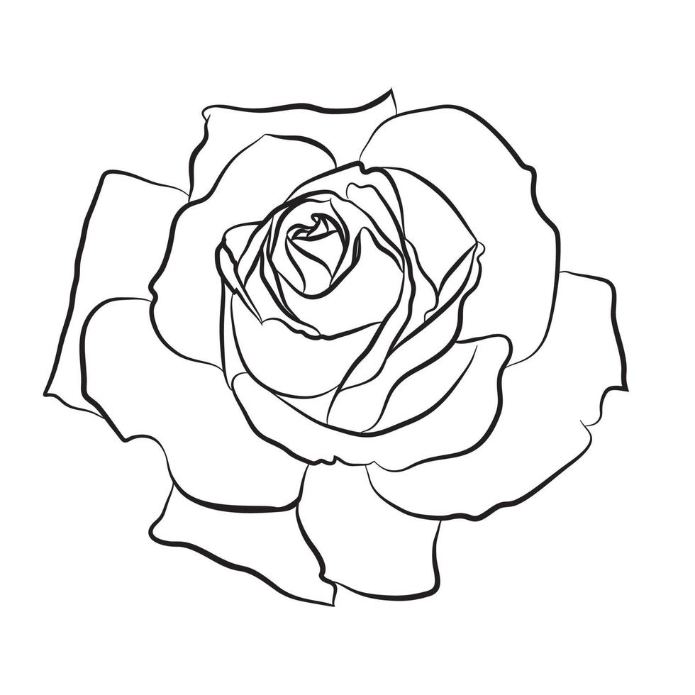 schöne handgezeichnete Skizze Rose, isolierte schwarze Kontur auf weißem Hintergrund. Botanische Silhouette der Blume vektor