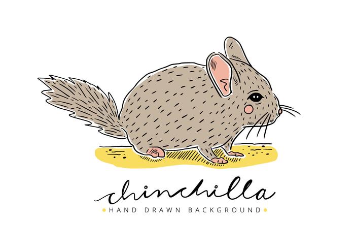 Free Chinchilla Hintergrund vektor