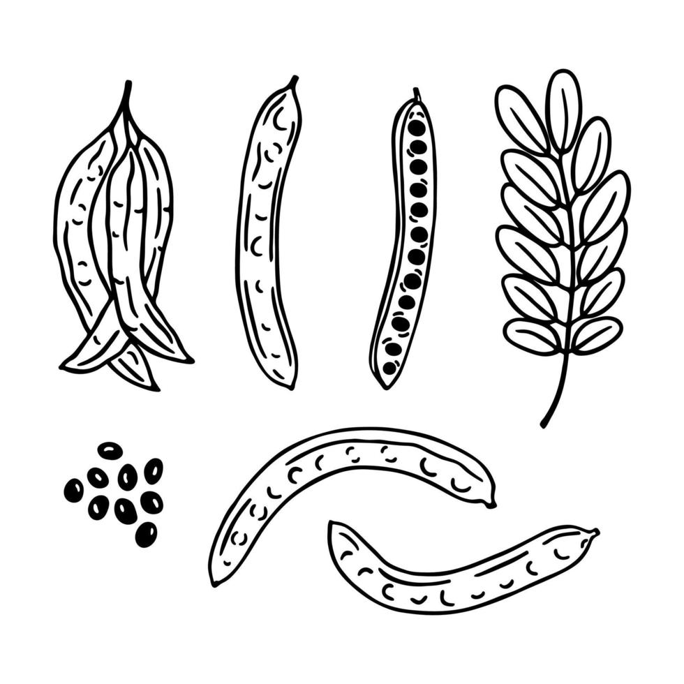 hand dragen johannesbröd uppsättning. bönor, löv och johannesbröd baljor. superfood vektor illustration isolerat på vit bakgrund