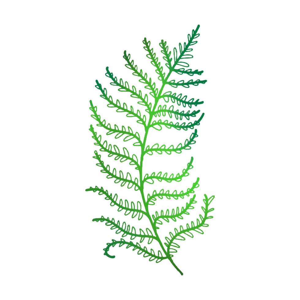 grön ormbunke blad i klotter stil. vektor