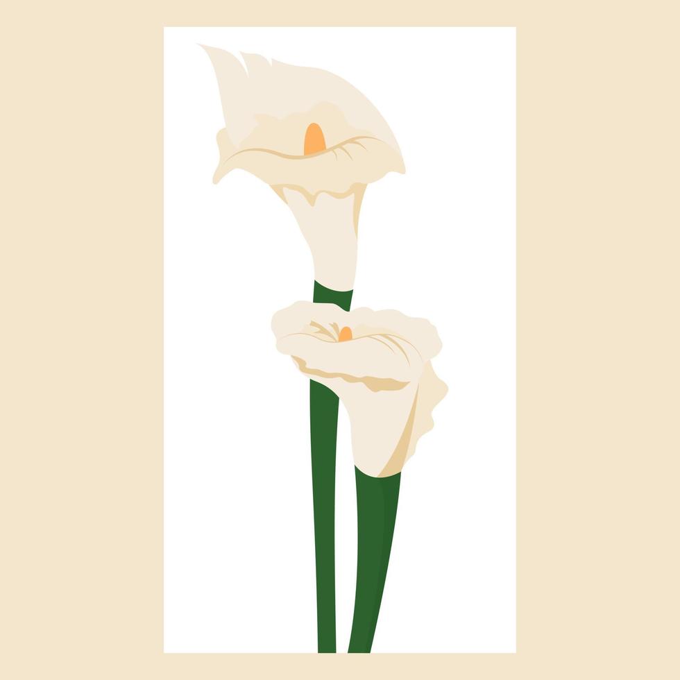 Postkarte mit Calla-Blumen vektor