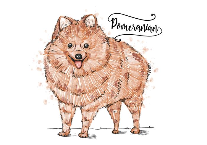 Free Pomeranian Hintergrund vektor