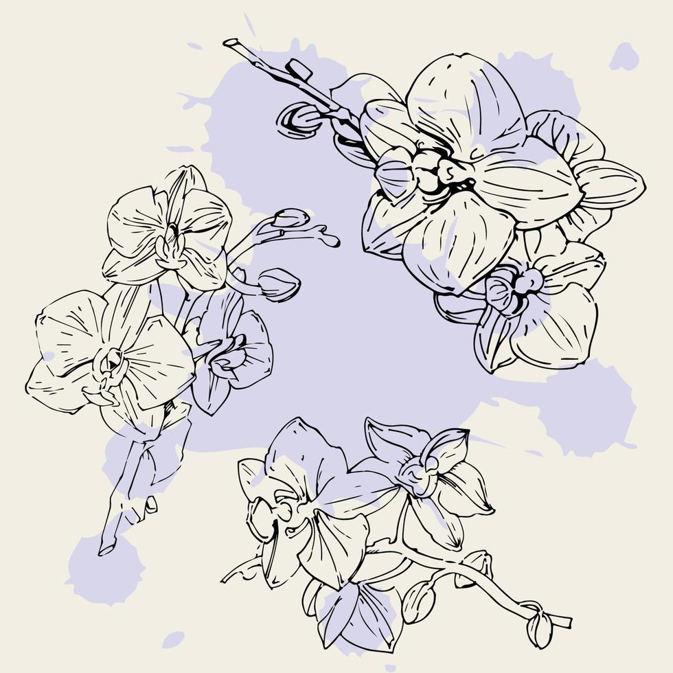 vektor blomma av orkide. bläck illustration isolerat.