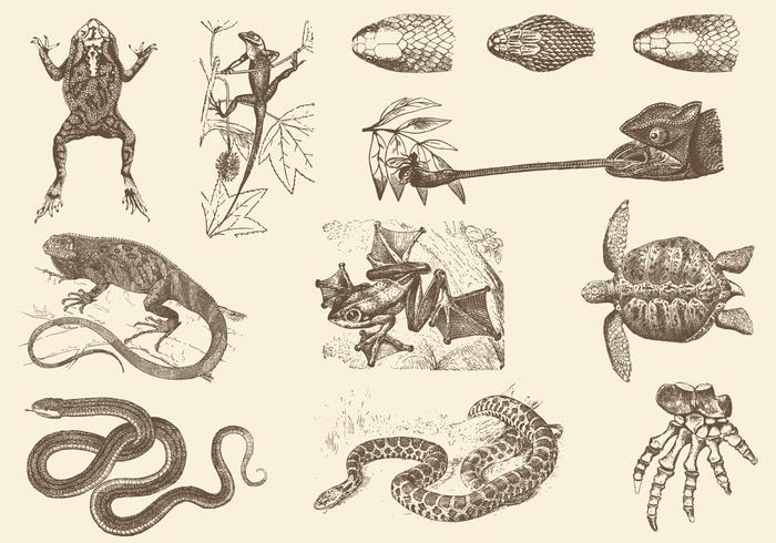 Sepia Reptile Illustrationer vektor