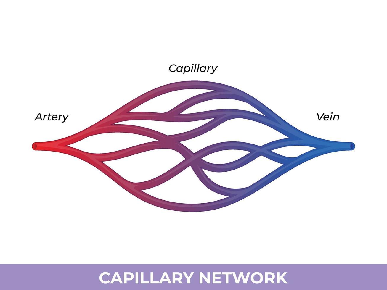 kapillär nätverk. minsta blod fartyg de framföra blod mellan de arterioler och venoler vektor