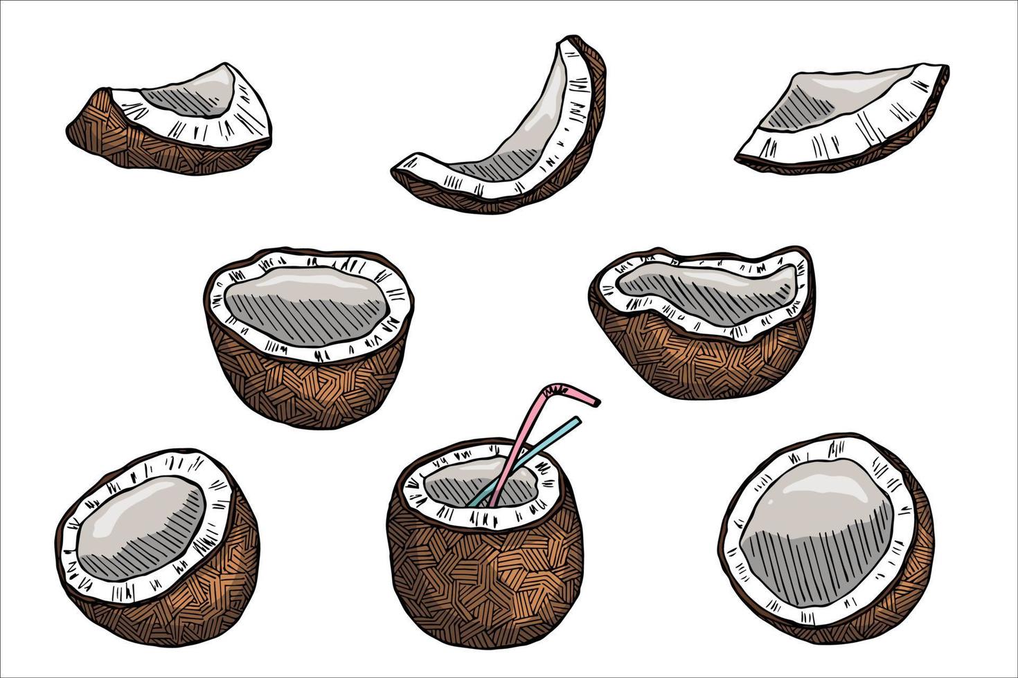 uppsättning av kokos cliparts. hand dragen nöt ikon. tropisk illustration. för skriva ut, webb, design, dekor vektor