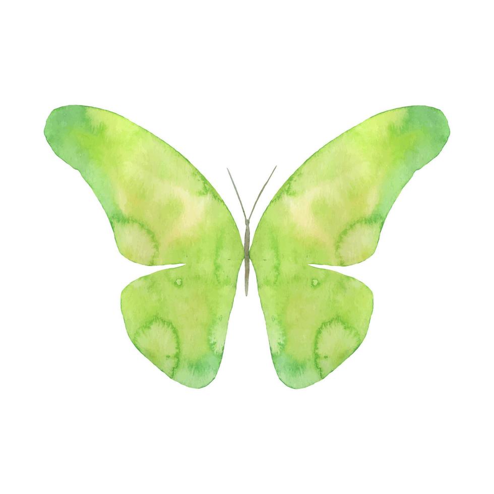 vattenfärg flygande fjäril isolerat på vit bakgrund. grön hand målad illustration vektor