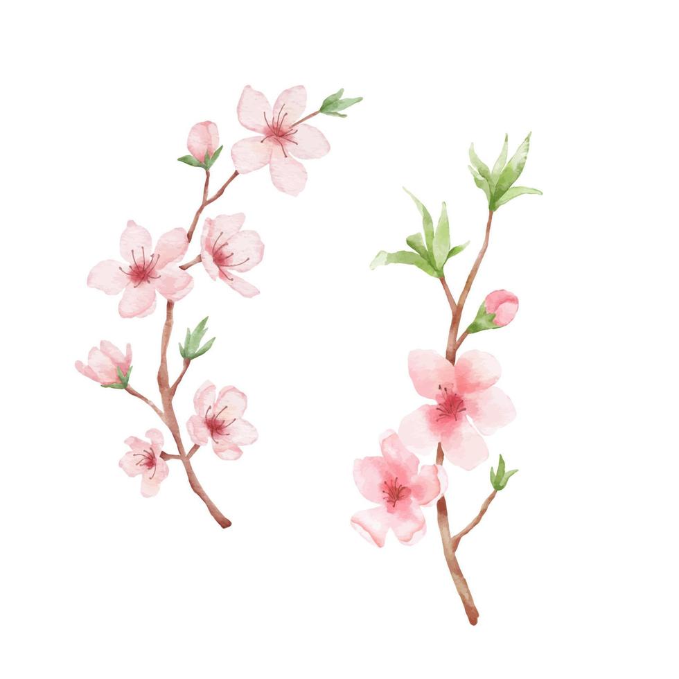 gren av körsbär blomma illustration. vattenfärg målning sakura isolerat på vit bakgrund. japansk blomma vektor