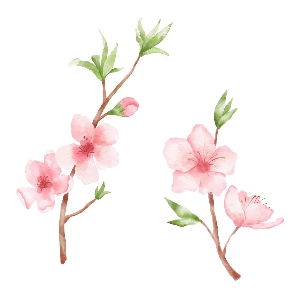 gren av körsbär blomma illustration. vattenfärg målning sakura isolerat på vit bakgrund. japansk blomma vektor