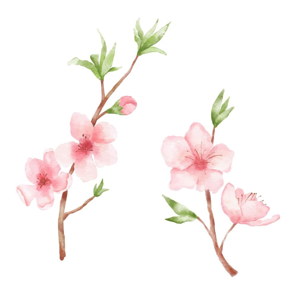 zweig der kirschblütenillustration. Aquarellmalerei Sakura isoliert auf weißem Hintergrund. japanische Blume vektor