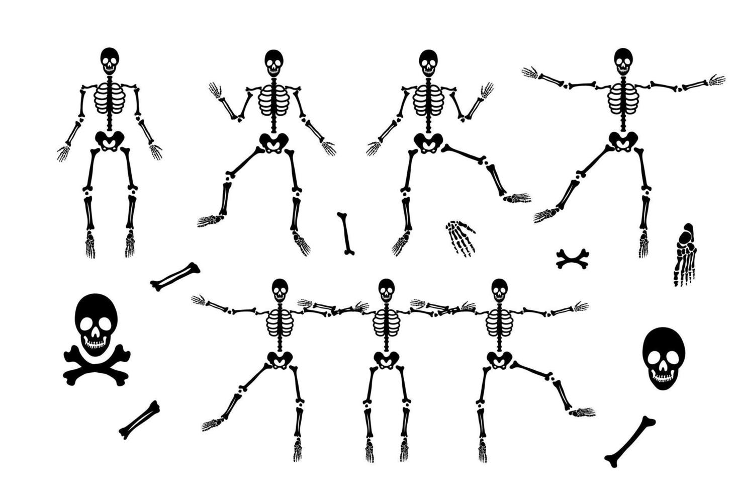 skelettsatz mit verschiedenen teilen. Silhouette des menschlichen Körpers. menschliche Anatomie. Vektor-Illustration isoliert auf weißem Hintergrund. perfekt für Halloween-Design vektor