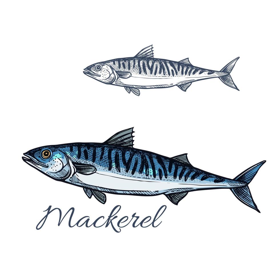 makrill hav fisk skiss för skaldjur design vektor