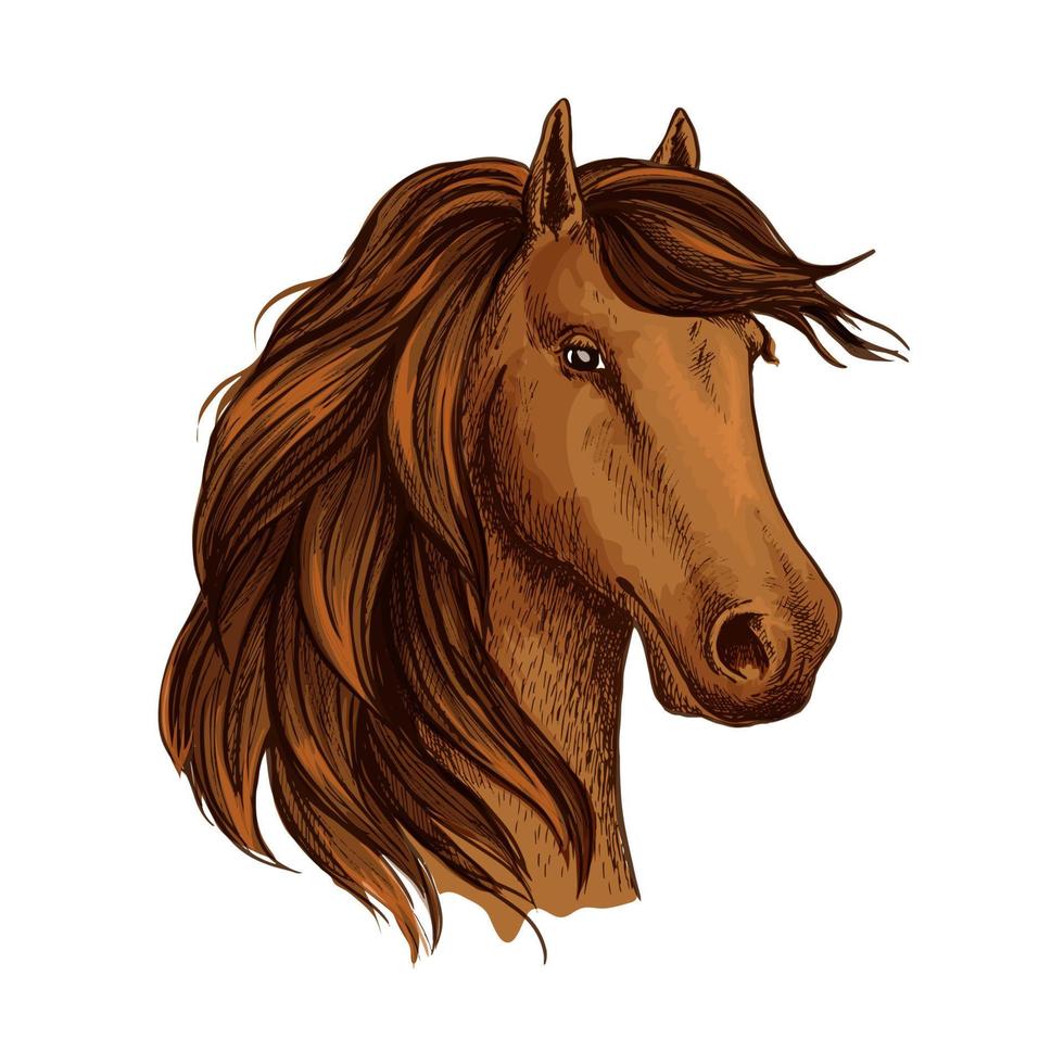 huvud av brun häst föl eller hingst vektor skiss