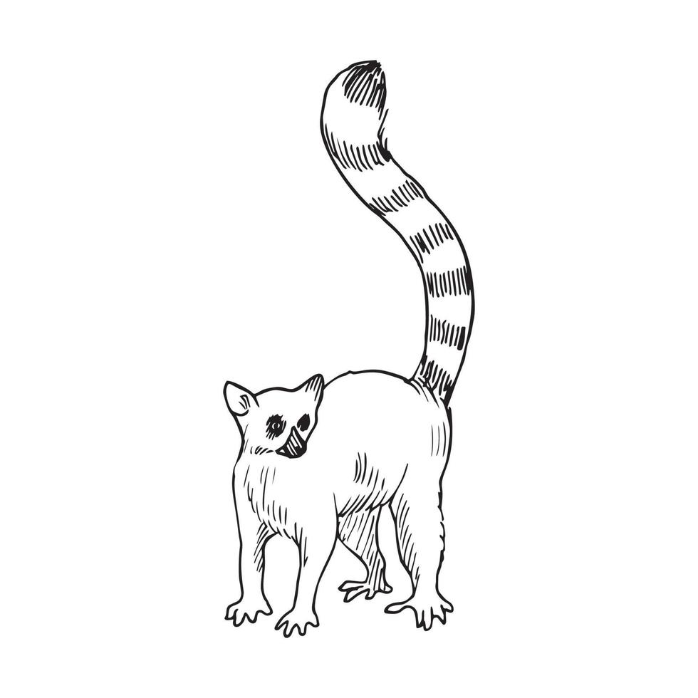 illustration i lemur konst bläck stil vektor