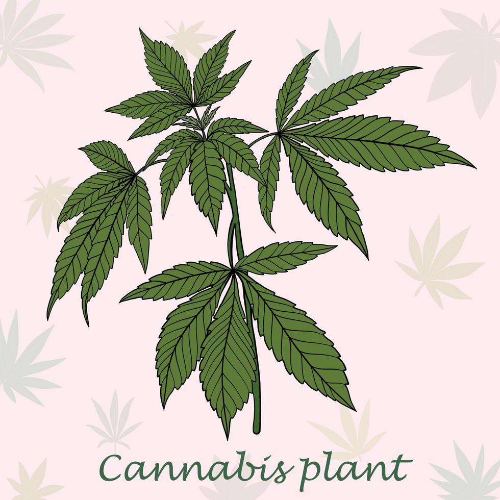 Einfachheit Cannabispflanze Freihandzeichnen flaches Design. vektor