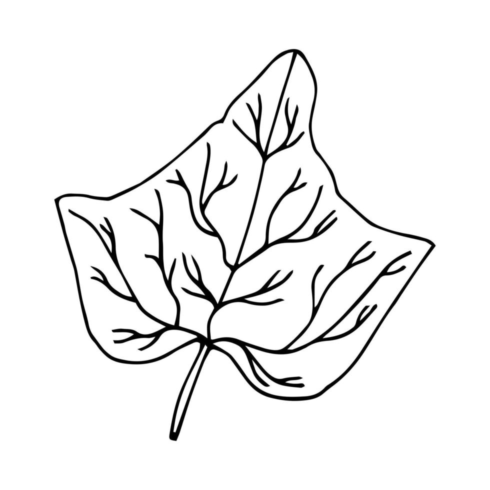 vektor hand dragen botanisk illustration av förgifta murgröna blad, toxisk giftig växt, i årgång gravyr stil.