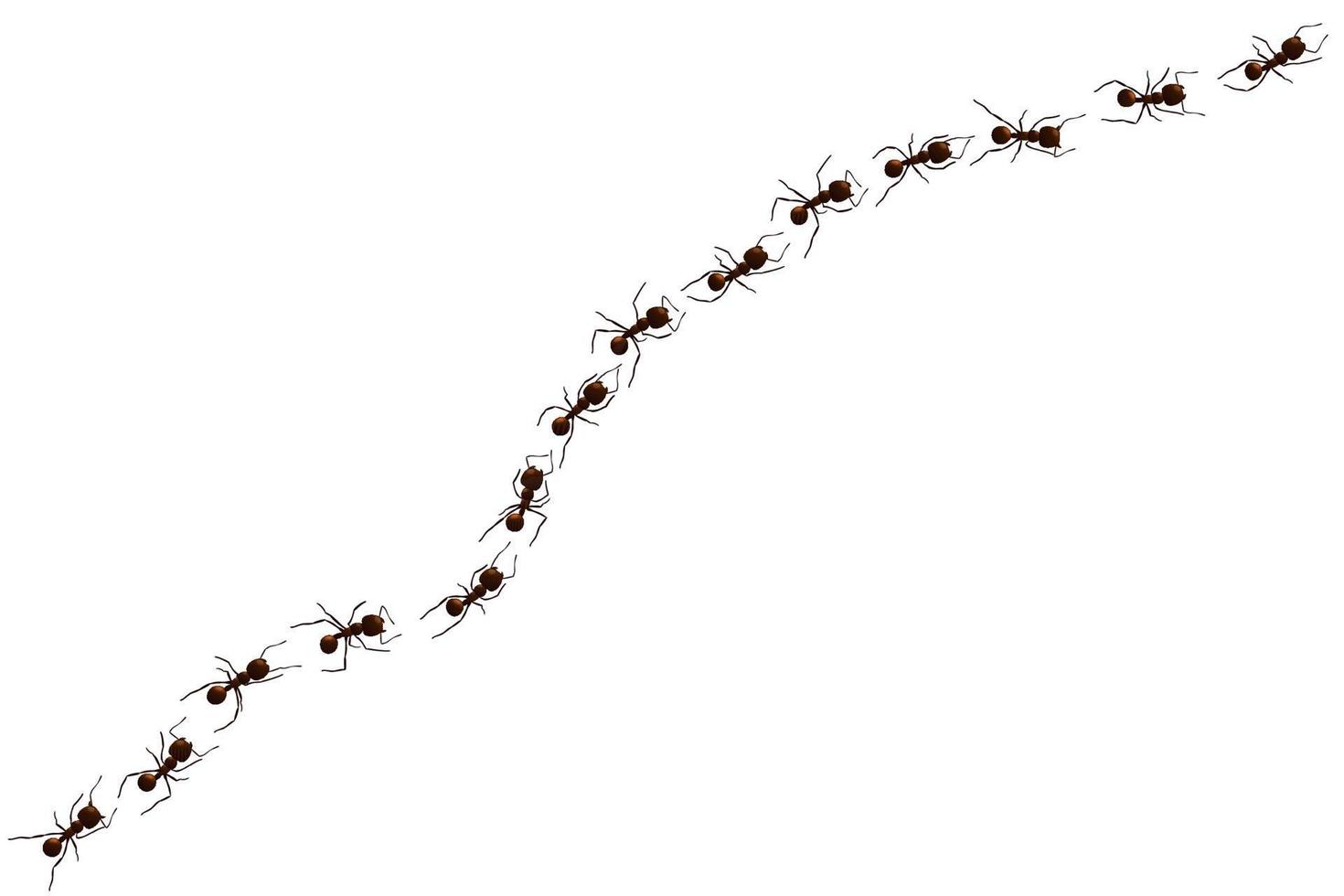 schwarze Ameisenspur. arbeitende insektenkurvengruppensilhouetten isoliert. Vektor-Illustration. vektor