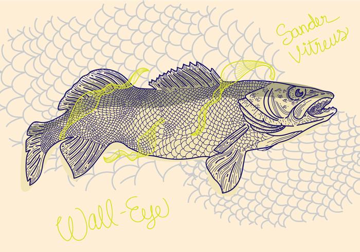 Free Walleye Vektor-Illustration vektor