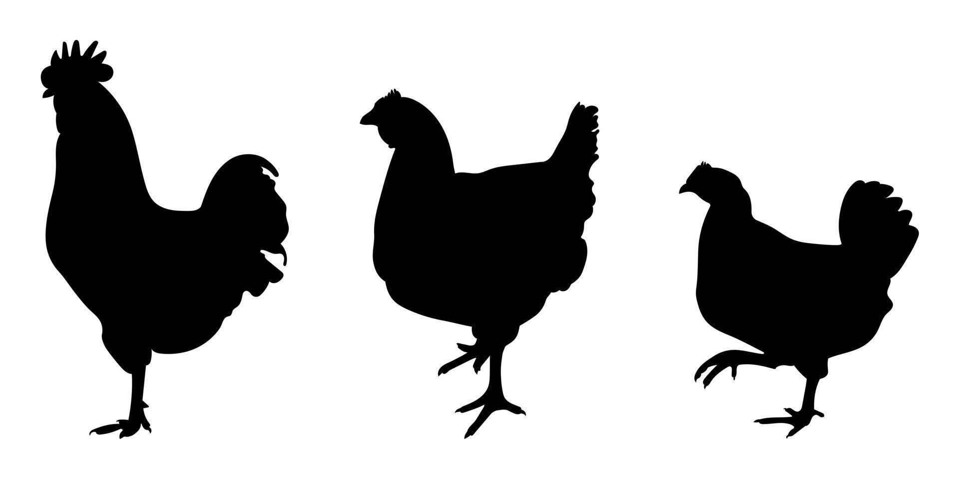 kuk, ungtupp, tupp, bantam, kyckling, höna, brud stående placera, annorlunda packa av fågel silhuetter, isolateds vektor
