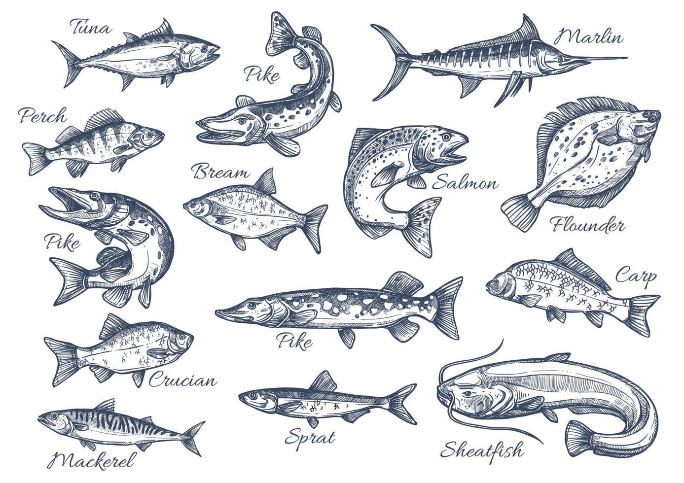 Vektorskizzenikonen von Fischen des Flusses oder des Meeres vektor