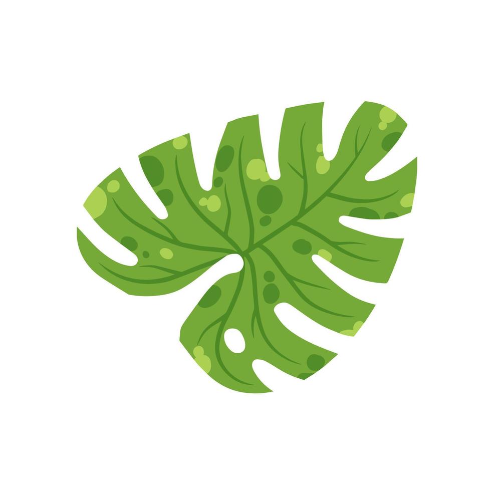 monstera blad. geen husplan, tropisk växt för grön skriva ut. platt tecknad serie illustration isolerat på vit vektor