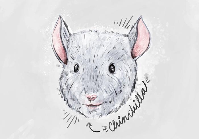 Free Chinchilla Hintergrund vektor