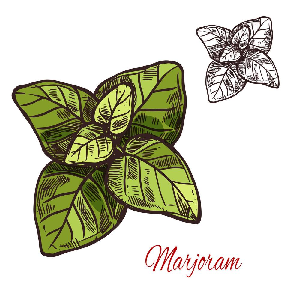 Majoran Gewürz Pflanze Vektor Skizze Pflanzensymbol