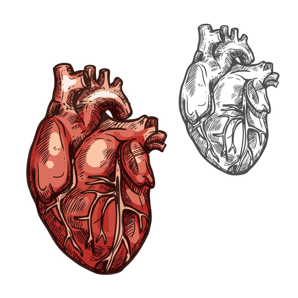 mänsklig hjärta organ vektor skiss ikon