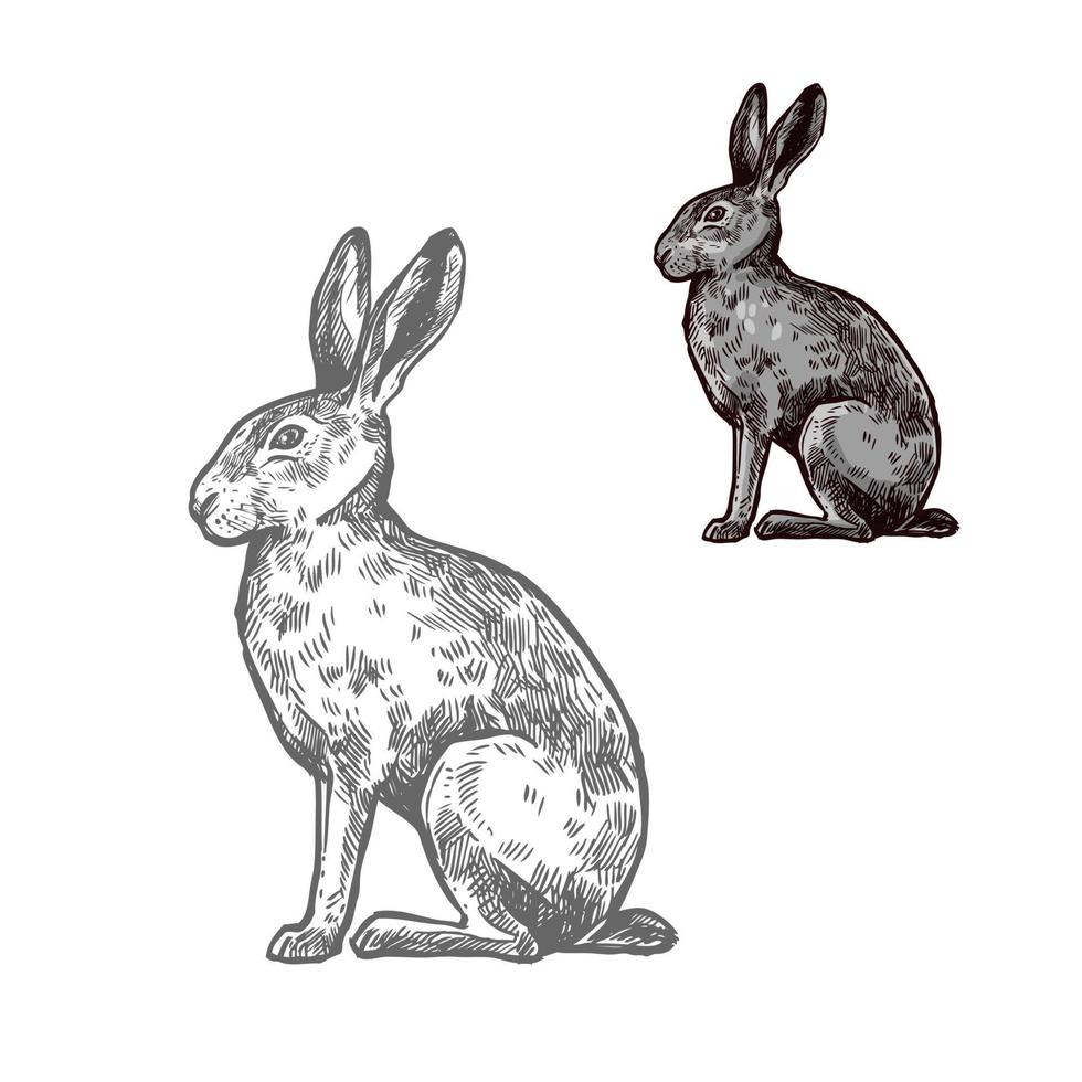 Hasen- oder Kaninchentierskizze für Naturdesign vektor