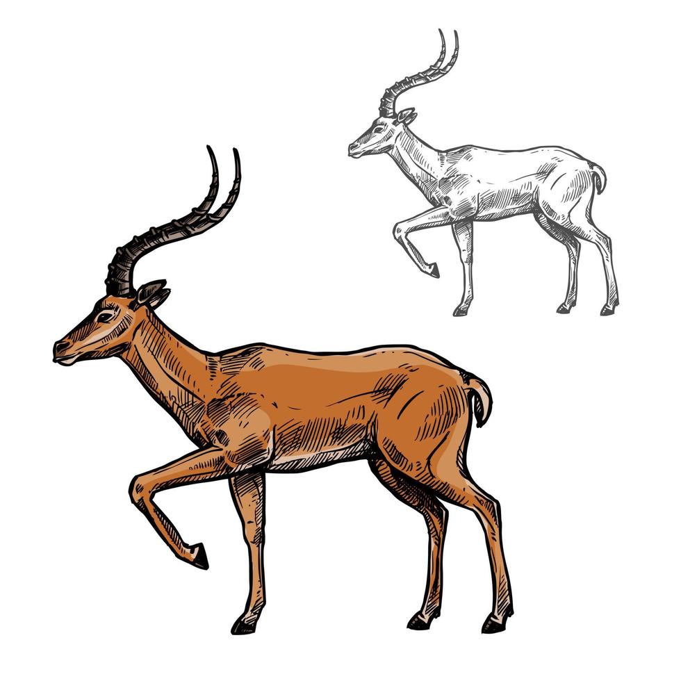 afrikansk gasell eller indisk antilop djur- skiss vektor