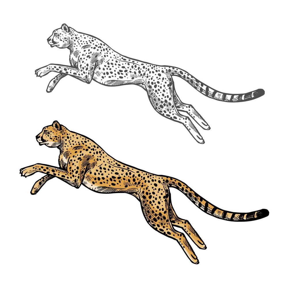 Gepard Vektor Skizze Wildtier-Symbol