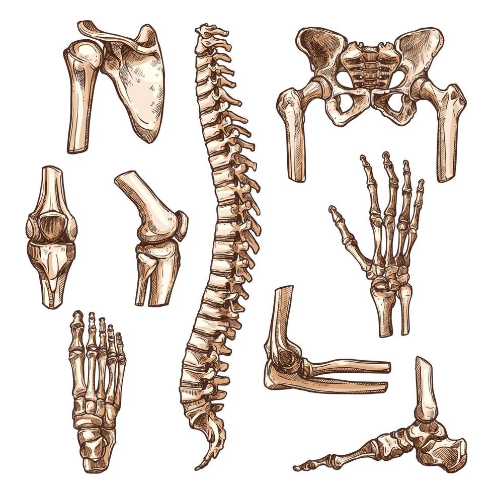 knochen und gelenk des menschlichen skelettskizzensatzes vektor