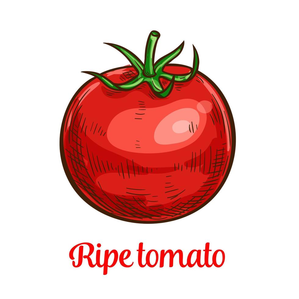 tomat vegetabiliska skiss av organisk naturlig grönsaker vektor