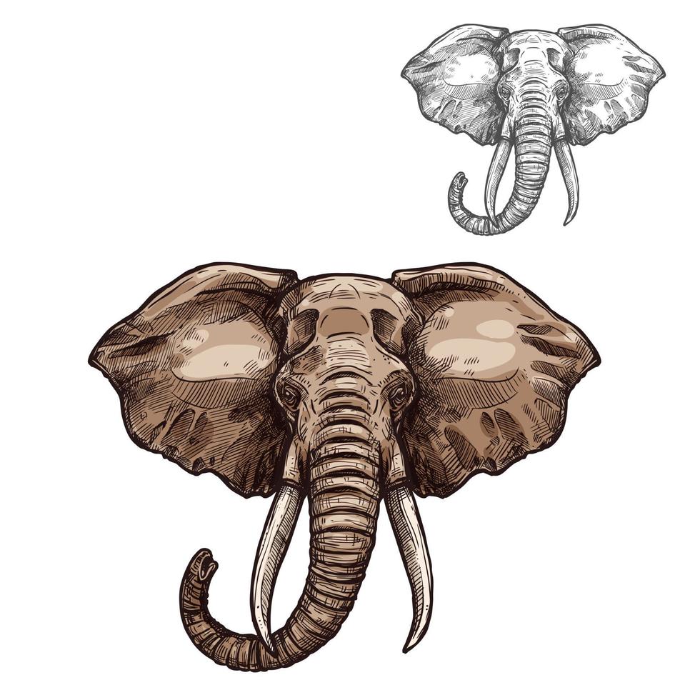 elefant isolerat skiss av afrikansk däggdjur djur- vektor