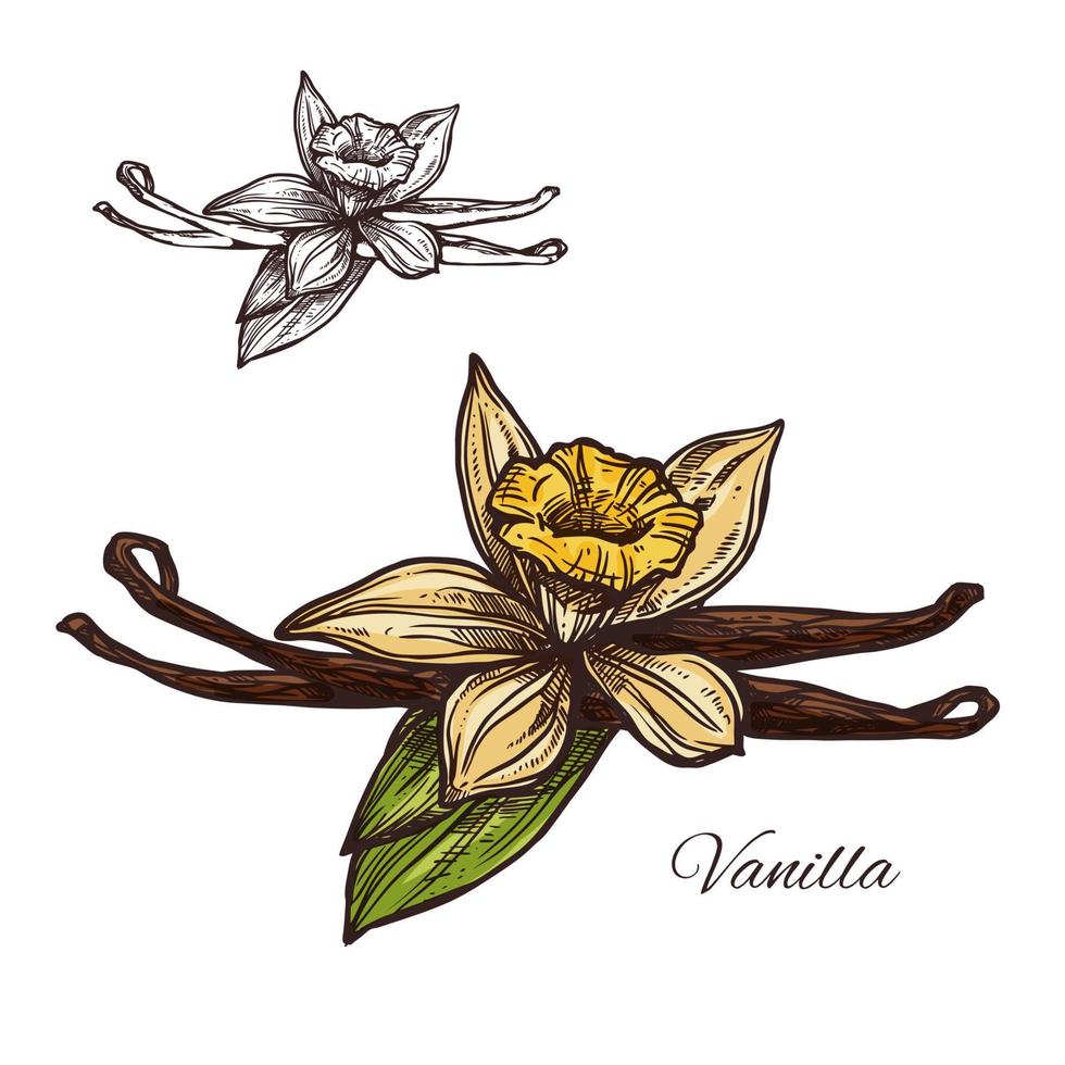 Vanille Blume Gewürz Kraut Vektor Skizze Pflanzensymbol