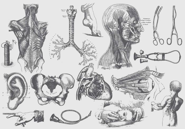 Graue Anatomie und Gesundheitspflege Illustrationen vektor