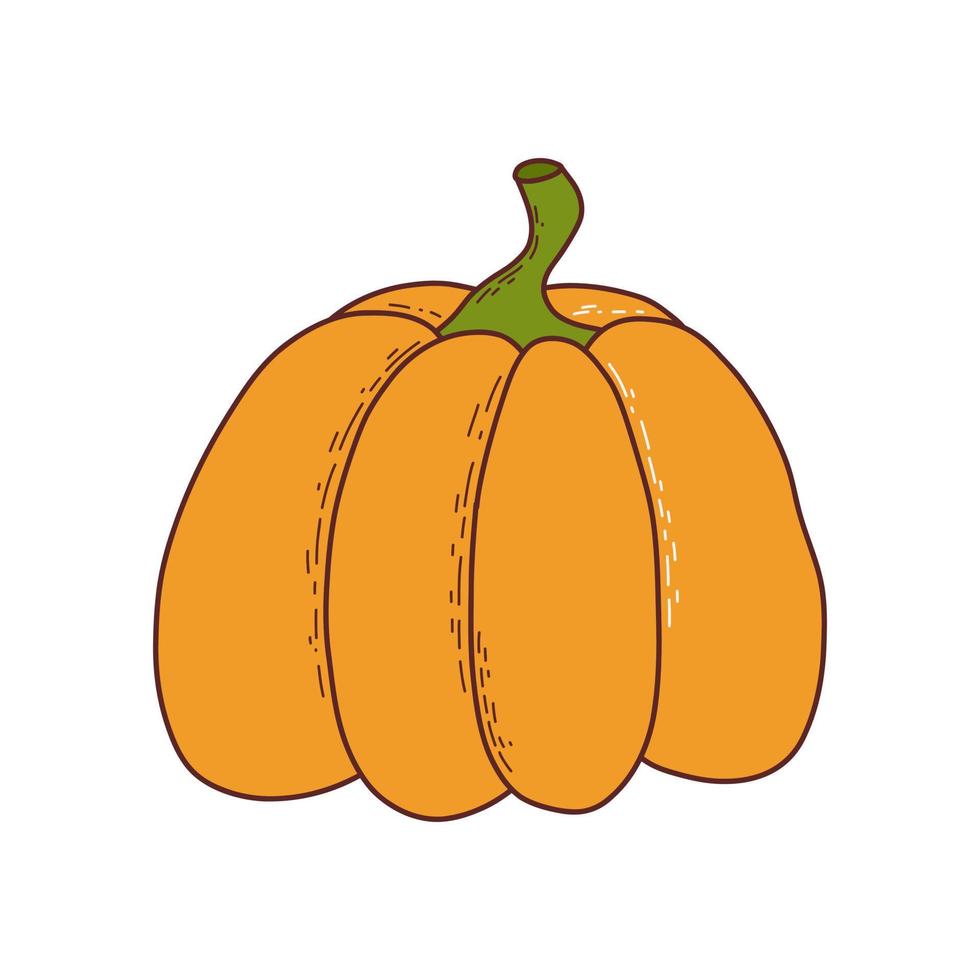 süßer Kürbis. Thanksgiving und Halloween-Element. vektorillustration im handgezeichneten stil vektor