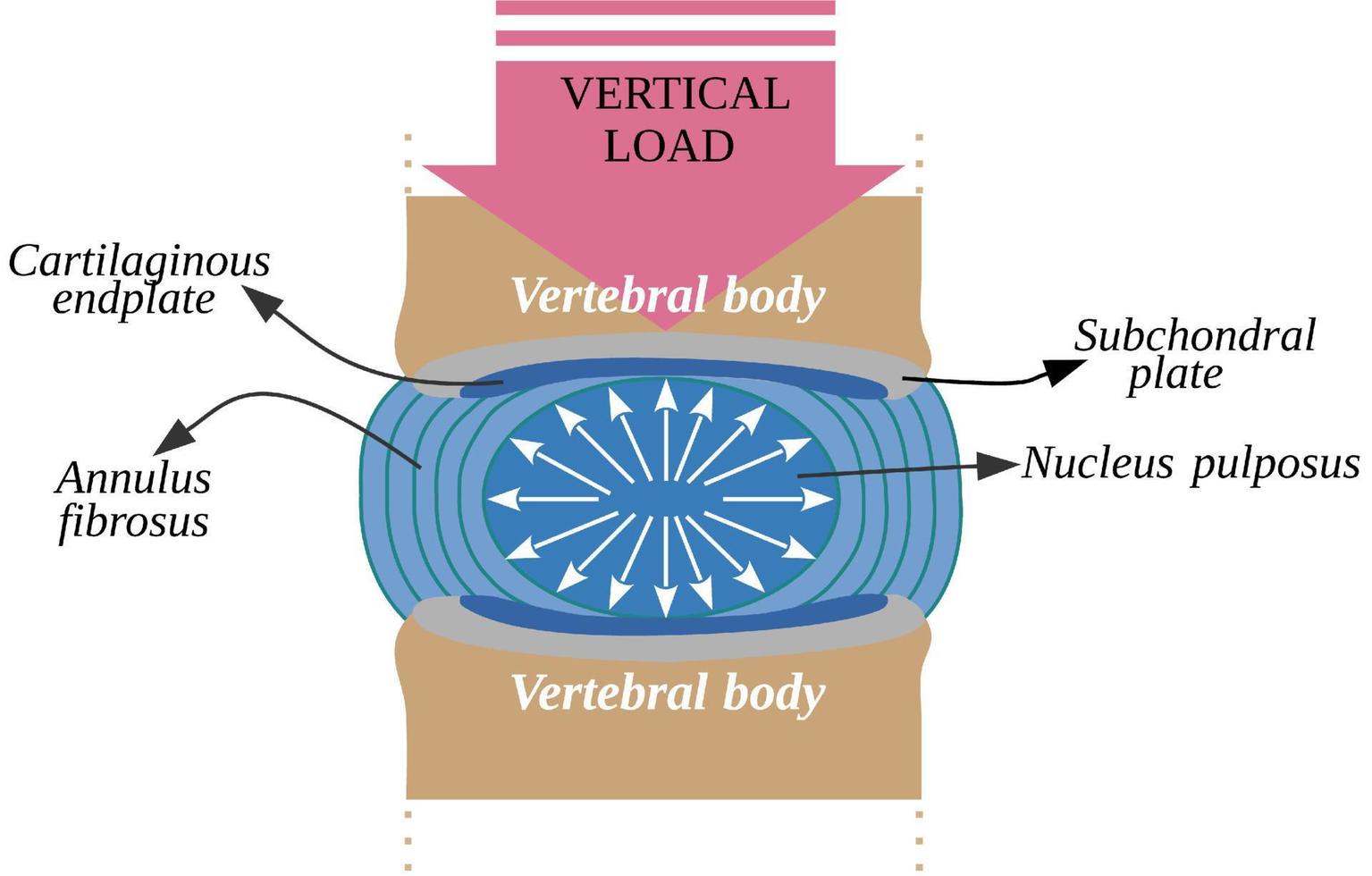 de intervertebral skiva är en fibrobrosk strukturera den där gemensam de vertebral kroppar av de spinal kolumn vektor