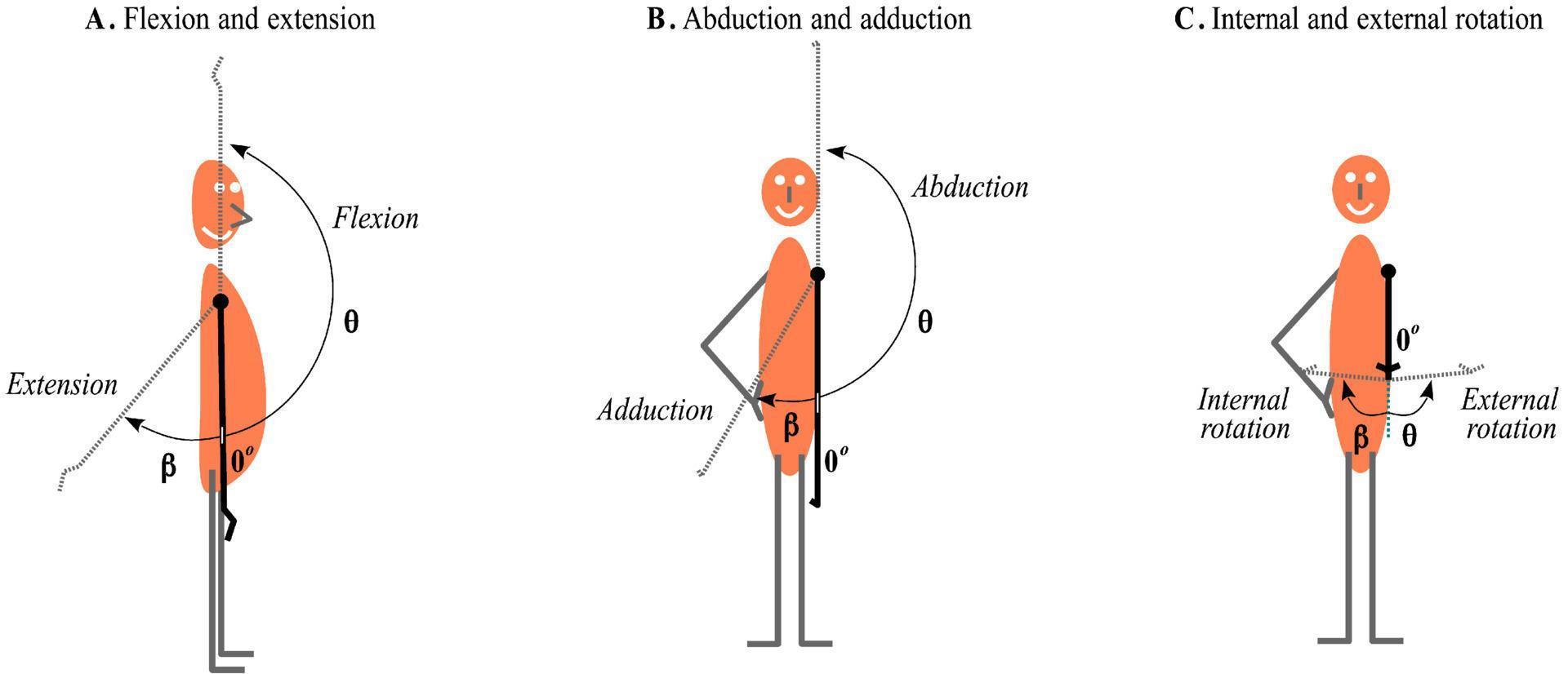 Schulterbewegung, Flexion, Extension, Abduktion, Adduktion, Außenrotation und Innenrotation vektor