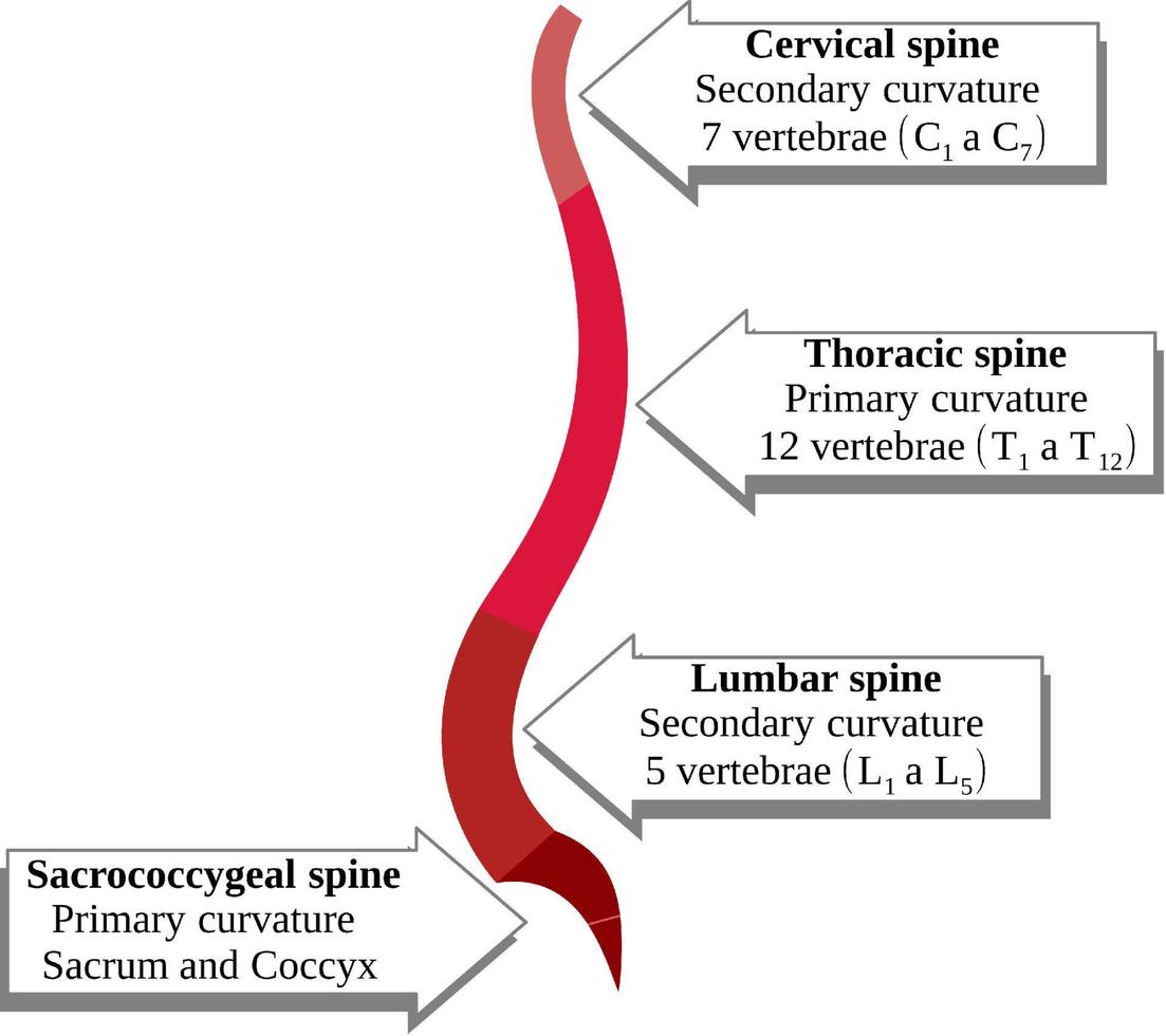 krökningar av de vertebral kolumn. cervical, bröstkorg, länd- och sacrococcigeal vektor