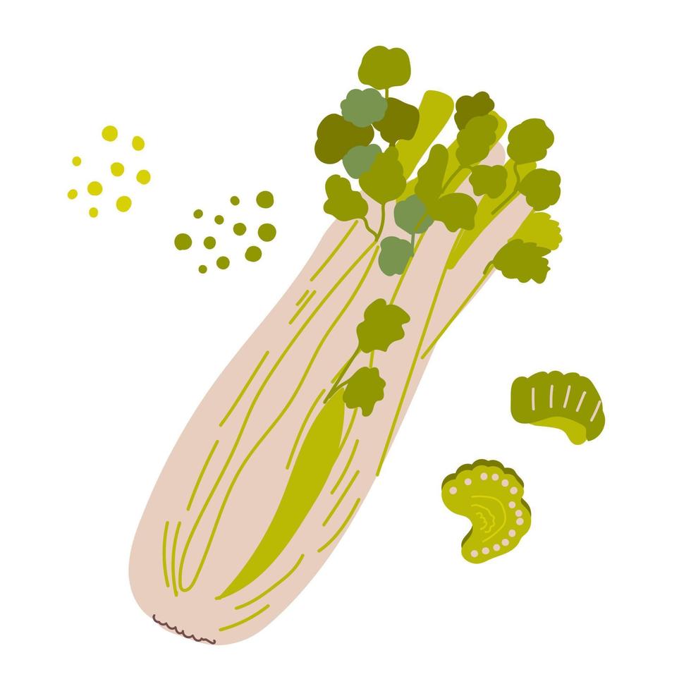 selleri. friska grönsak. vektor illustration