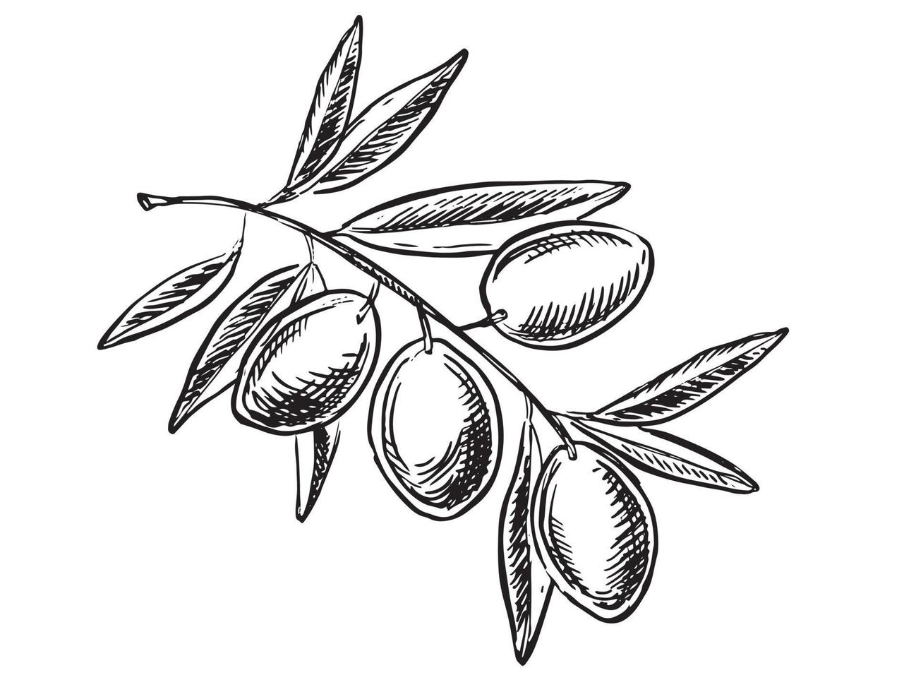 Oliven auf einem Ast, handgezeichnet, Vektorgrafiken. vektor