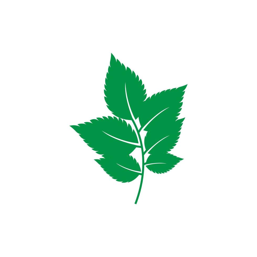 mynta blad logotyp vektor