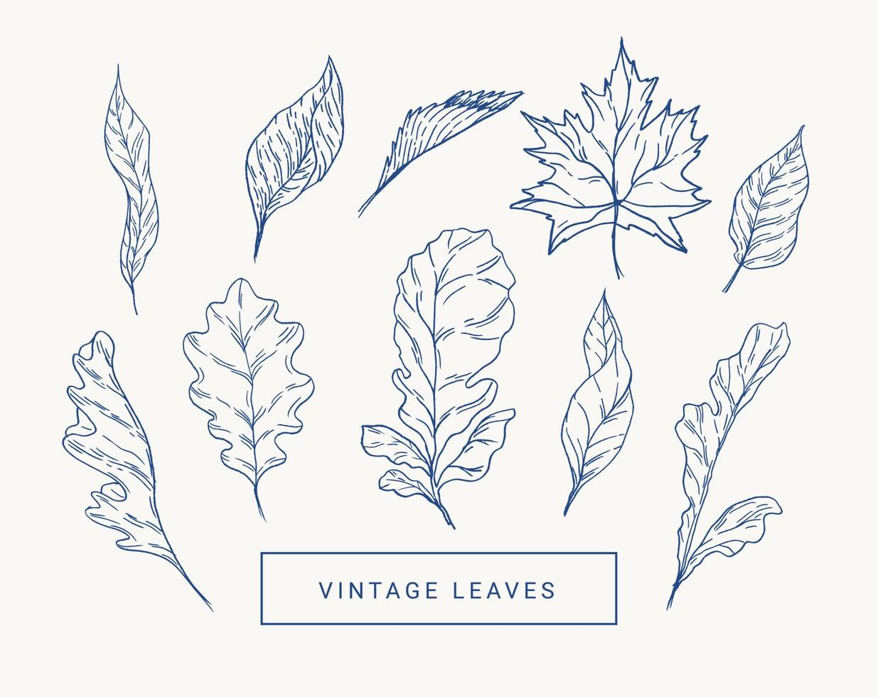 uppsättning med höst löv. botanisk illustration. lönn, ek, asp. blå och vit. vektor