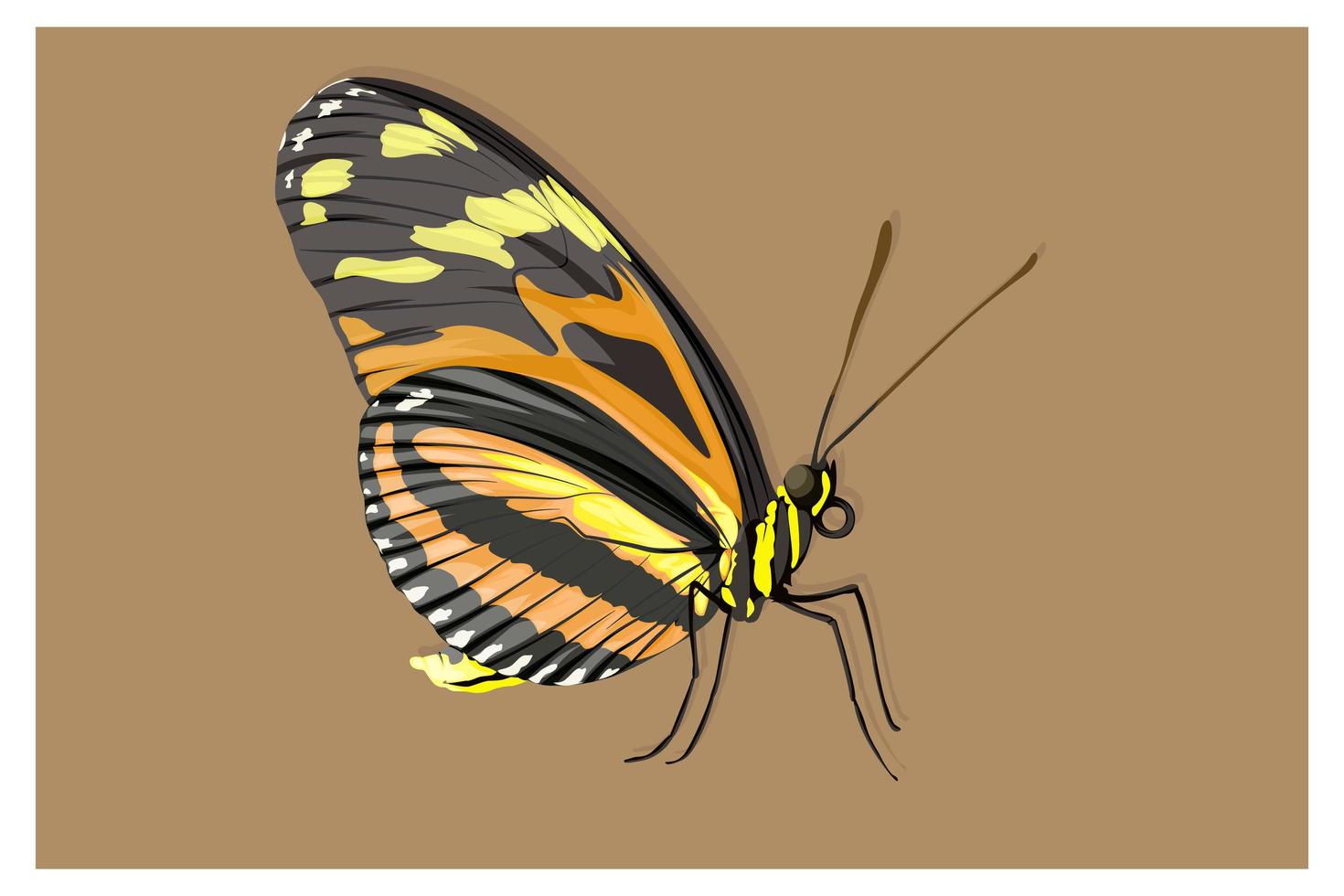 schwarzer, orangefarbener und gelber Schmetterling vektor