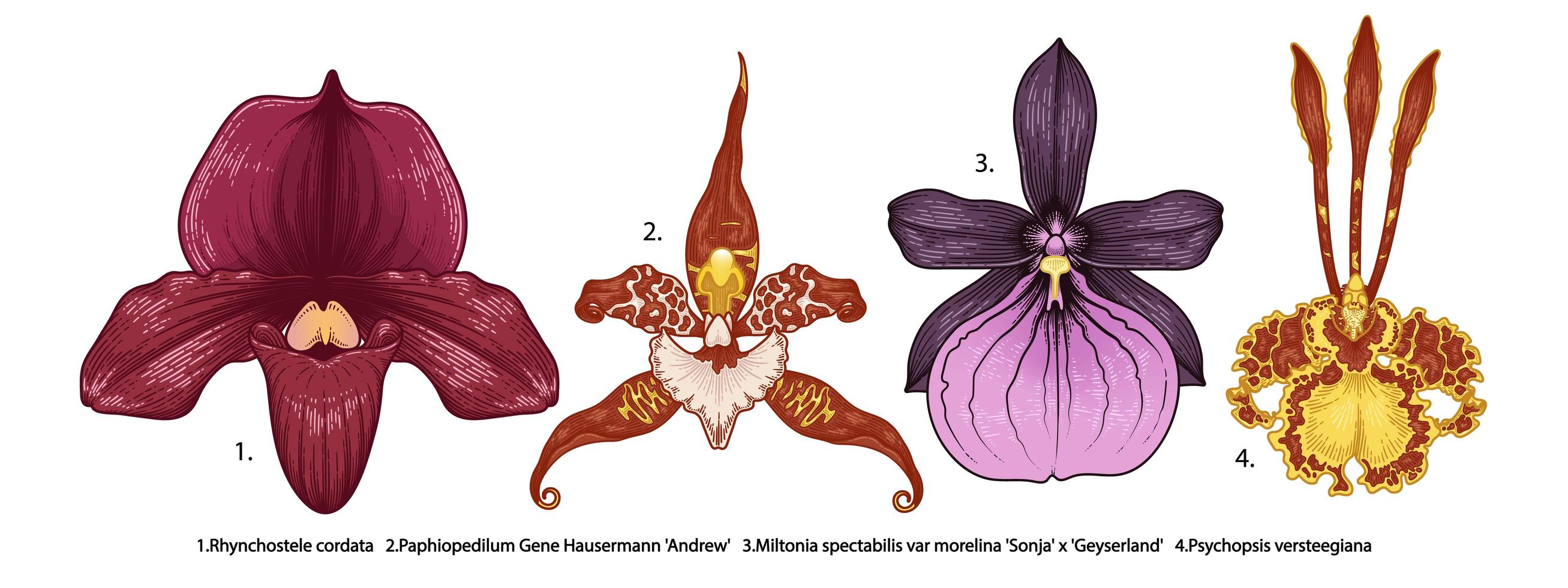 mycket detaljerad handritad orkidéuppsättning vektor